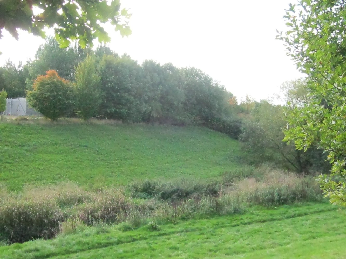 A field edge and hedgerow along the walk