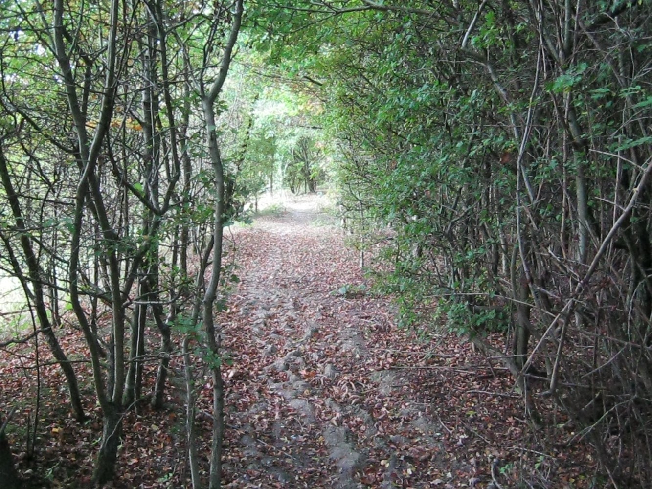 A leafy path through the hedgerows