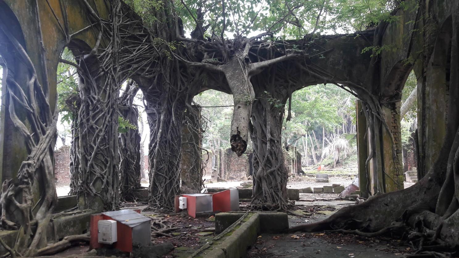 Ruins of Ross Island overgrown with strangler fig roots